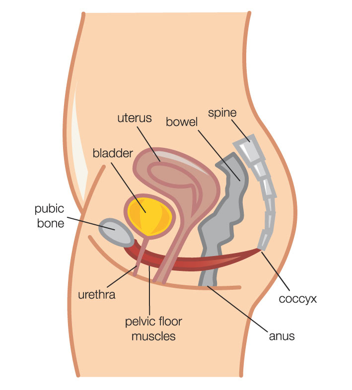 pelvic floor muscles