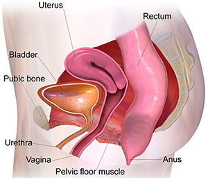 pubococcygeus muscle